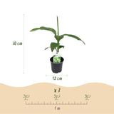 Green boutiQ - Obstpflanze - Bananenpflanze - Musa Basjoo - Winterhart - 6 Pflanzen - Topf 12cm Höhe 30cm