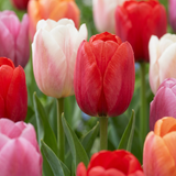 Tulipe Glowing with pride en mélange - 60 bulbes