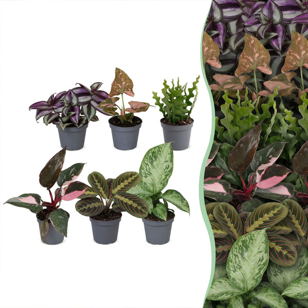 Baby plantes surprise - lot de 3 à 12 mini plantes tropicales - pot Ø6 cm - photo 8