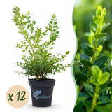 Buis Babylon Beauty - H 25 cm, pot Ø13 cm