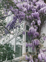 Wisteria floribunda 'Naga Noda' - Blauregen - Ø15cm - ↕65cm