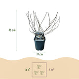 Groen boutiQ - Heesters -  Magnolia Stellata  - Bloem Wit  - 1 Plant - Bladverliezend - Weinig Onderhoud - Pot 17cm Hoogte 45cm