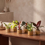 Baby Philodendron - lot de 6 mini plantes avec cache-pots Linnea miel