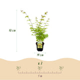 Groen boutiQ - Terrasplant - Japanse Esdoorn - Acer palmatum Summergold - Geel - 2 Planten - Bladverliezend - Pot 19cm Hoogte 70cm