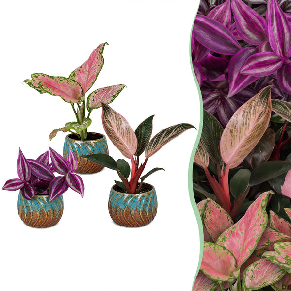 Baby Paradise avec cache-pots cuivre - Tradescantia, Philodendron et Aglaonema - lot de 3 ou 6 - pot Ø6 cm - photo 6