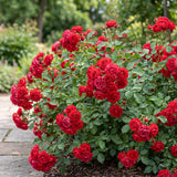 Green boutiQ - Tuin Roos - Rosa Rote The Fairy - Roos - Winterhard - Rood - 3 Planten - Pot 12cm - Hoogte 20-25cm