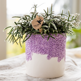 Orchidée violette Mineral Vienna et 2 succulentes en cache-pots Bloom lilas - H 40 cm