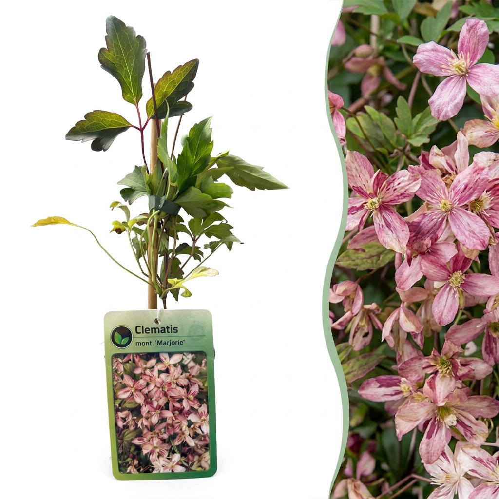 Clématite des montagnes Marjorie - Clematis montana - H 35 cm, pot Ø9 cm - photo 7