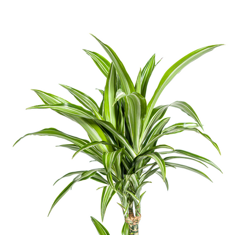 Dracaena White Stripe avec cache-pot