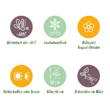Green boutiQ - Gartenpflanze - Hydrangea paniculata Groundbreaker Blush - Greeny - Ruby - Rispenhortensie - Kompakt - Rosa-Grün-Rot - 3 Pflanzen - Topf 14cm - Höhe 20-25cm