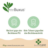 Buis BetterBuxus Skylight en boule - Buis résistant - Ø30 cm, pot Ø26 cm - photo 6