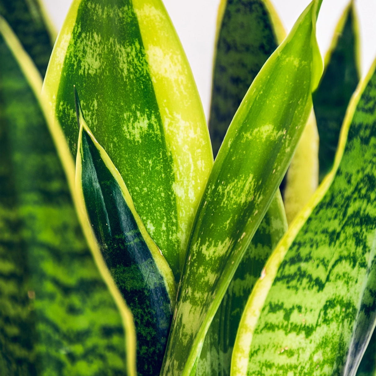 Sansevieria Laurentii – Langue de belle-mère | 1 plante, Pot 21 cm