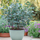 Green boutiQ - Terrassenpflanze - Eukalyptusbaum - Eucalyptus gunnii - Grau - 2 Pflanzen - Winterhart - Topf 17cm Höhe 40cm