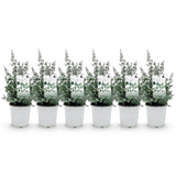 Groen boutiQ - Terrasplant - Eucalyptus boom - Eucalyptus gunni  - Grijs - 6 Planten - Winterhard - Pot 17cm Hoogte 40cm