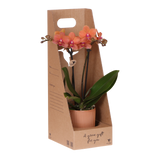 Orchidée Phalaenopsis orange Mineral Bolzano - cache-pot Flare cognac et boîte cadeau - pot Ø9 cm