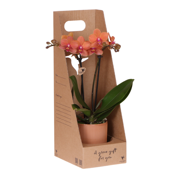 Orchidée Phalaenopsis orange Mineral Bolzano - cache-pot Flare cognac et boîte cadeau