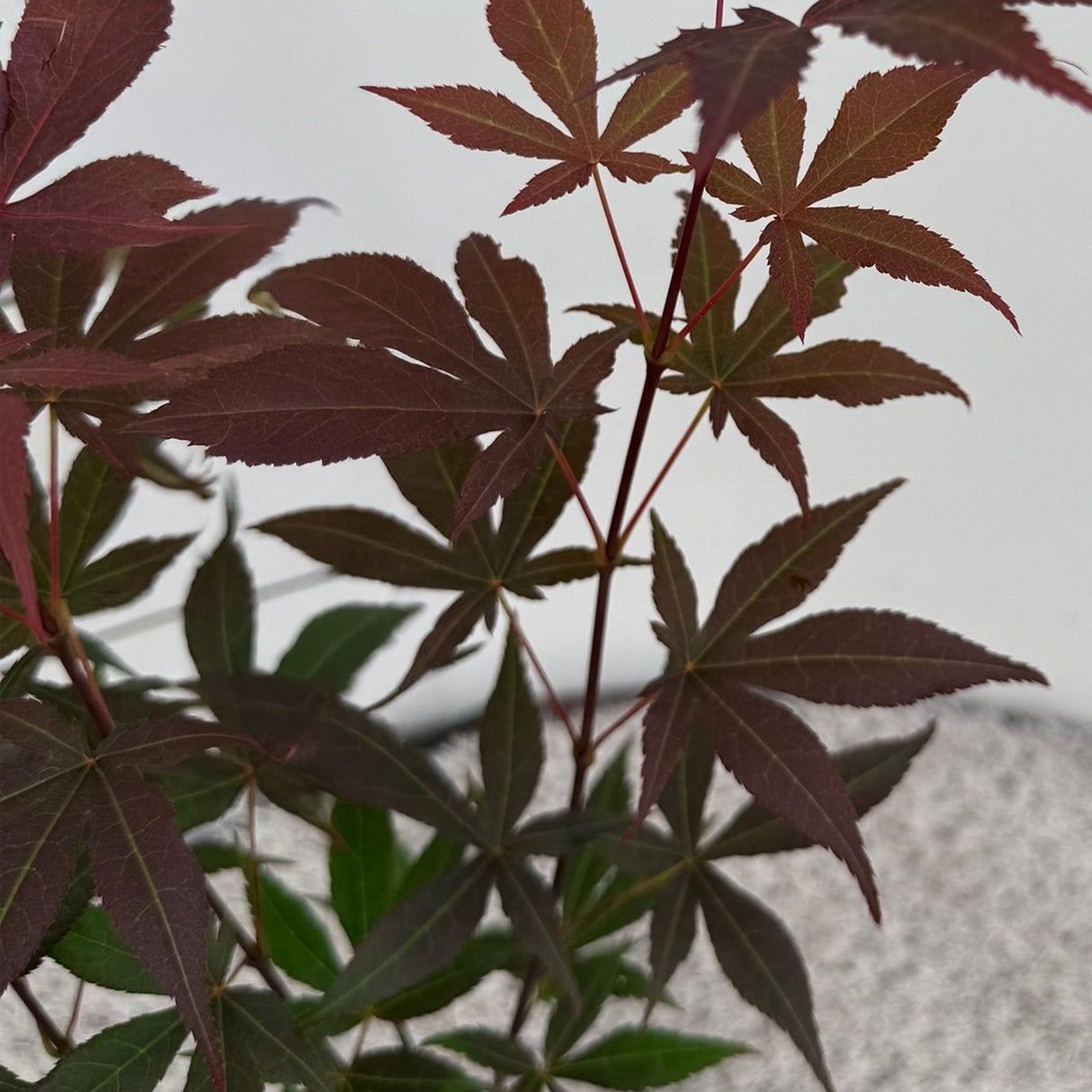 Acer palmatum Atropurpureum – Pot 12 cm – Hauteur 35 cm