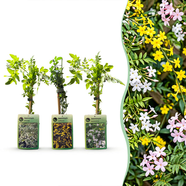 Jasmins grimpants en mélange - Jasminum - H 35 cm, pot Ø9 cm