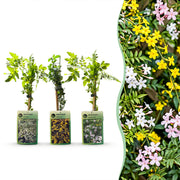 Jasmins grimpants en mélange - Jasminum - H 35 cm, pot Ø9 cm - photo 8