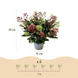 Skimmia japonica Festival