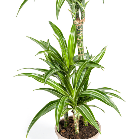 Dracaena White Stripe avec cache-pot