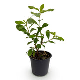 Green boutiQ - Gartenpflanze - Cornus Florida - Blüten Weiß-Rosa - 1 Pflanze - Laubabwerfend - Pflegeleicht - Topf 12cm Höhe 35cm