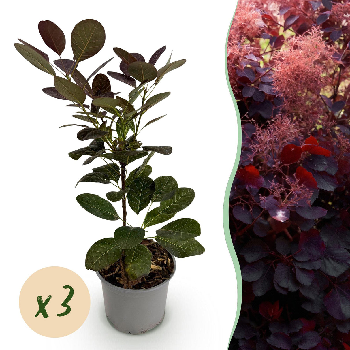 Cotinus coggygria Royal Purple – Lot de 3 – Pot 12 cm