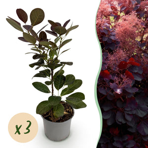 Cotinus coggygria Royal Purple – Lot de 3 – Pot 12 cm