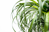 Beaucarnea XXL - 210cm - 180cm