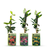 Chèvrefeuilles grimpants en mélange - Lonicera - H 35 cm, pot Ø9 cm - photo 3