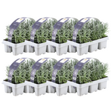 Lavande vraie en godet - Lavandula angustifolia - 48 plants - H 15 cm, pot Ø7 cm