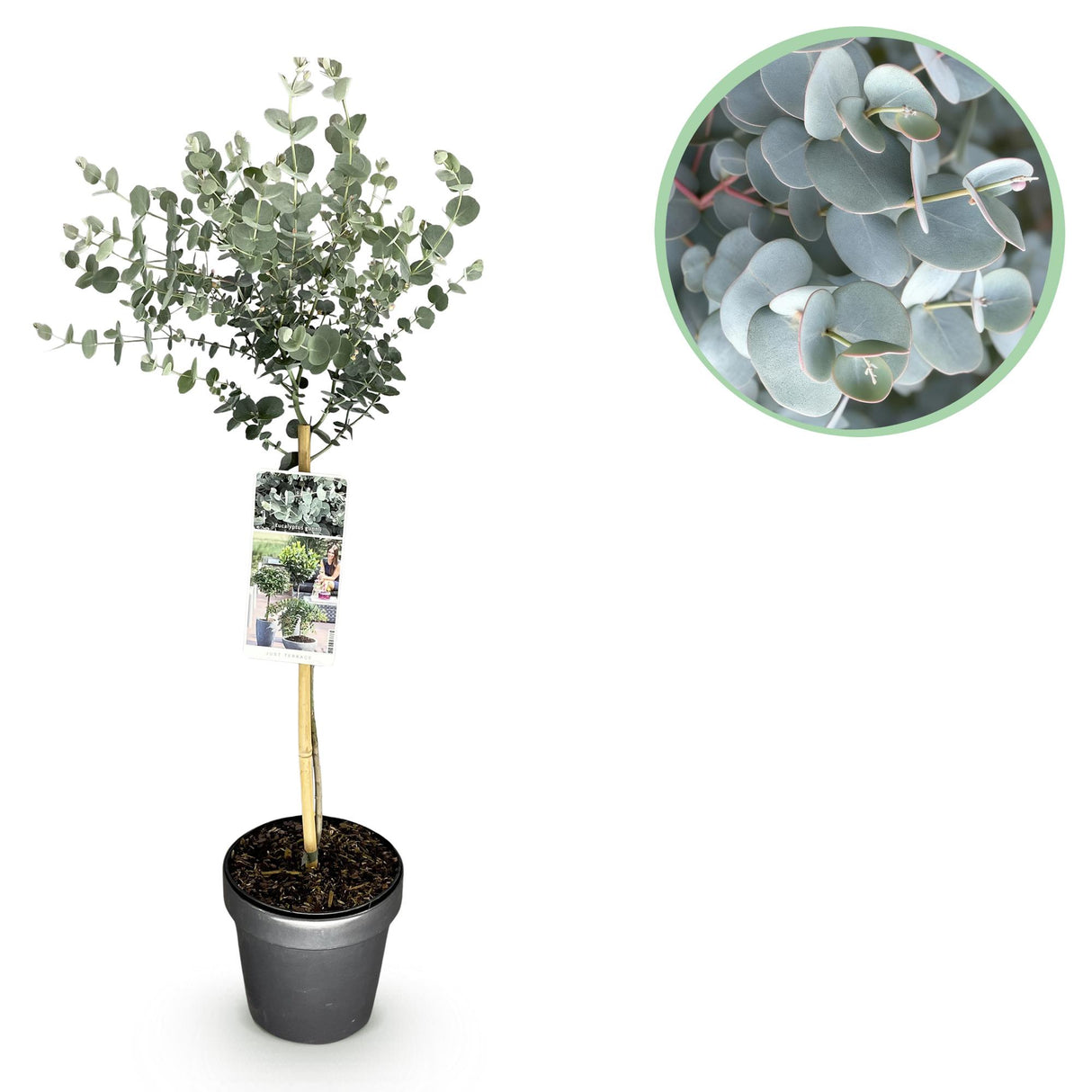 Eucalyptus gunnii Azura – Pot 19 cm – Hauteur 90 cm