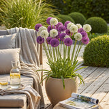 Green boutiQ - Blumenzwiebeln - Allium Purple White Mix - Farbe Lila und Weiß - 15 Stück - Zwiebelgröße 10/12 - XXL Pack
