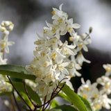 Green boutiQ - Sträucher - Deutzia Gracilis - Blütenfarbe Weiß - 1 Pflanze - Laubabwerfend - Pflegeleicht - Topf 17cm Höhe 45cm