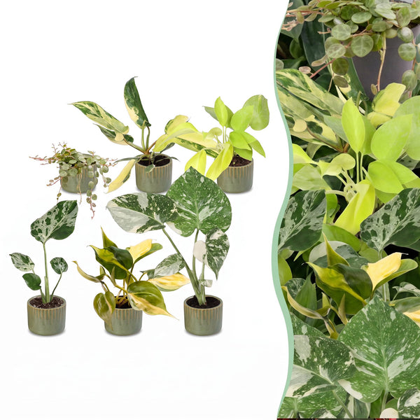 Baby Tropical avec cache-pots Linnea vert olive - Monstera et Philodendron - lot de 3 ou 6 - pot Ø6 cm - photo 6