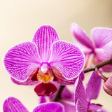 [NL: Kolibri Orchids - Surprise box mix - planten eenkleurig voordeel box - verrassingsbox met 2 orchideeën Ø9cm - vers van de kweker]