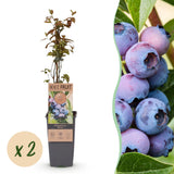 Myrtillier Jersey - H 50 cm, pot Ø15 cm