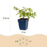 Astilbe Deutschland - H 15-25 cm, pot Ø11 cm - photo 3