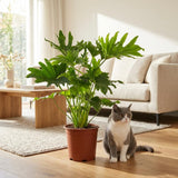 Green boutiQ - Zimmerpflanze - Philodendron - Philodendron Lickety Split - Grün - Pflegeleicht - 1 Pflanze - mit Korb - Topf 19cm - Höhe 70cm