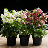 Hellébore orientale double en mélange - H 35 cm, pot Ø14 cm