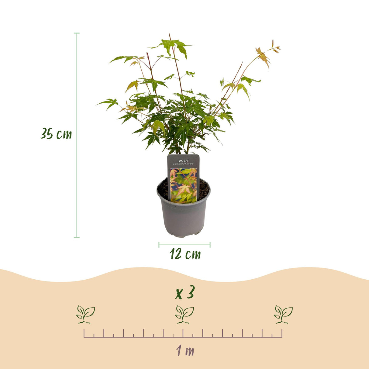 Acer palmatum Katsura – Lot de 3 – Pot 12 cm – Hauteur 35 cm