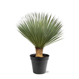 [NL: Yucca Rostrata - 100 - 120 cm - Ø40]
