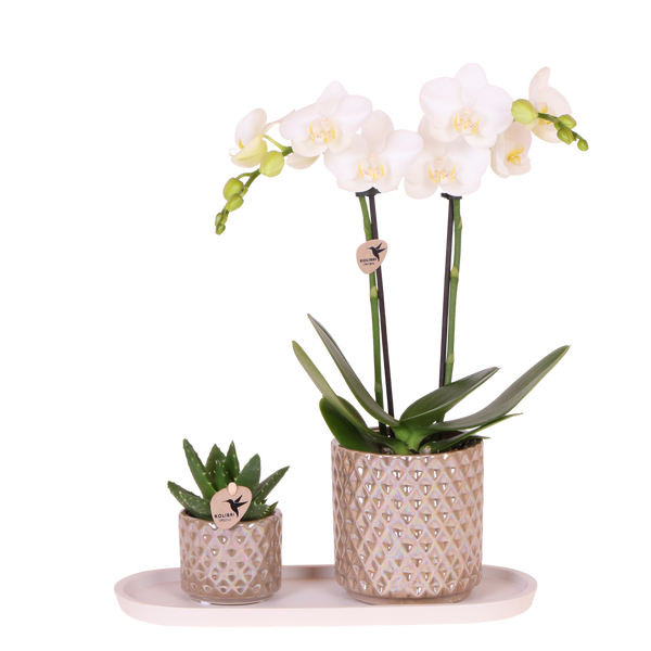 Orchidée Phalaenopsis blanche Mineral Amabilis et succulente - coffret Diamond Pearl sable