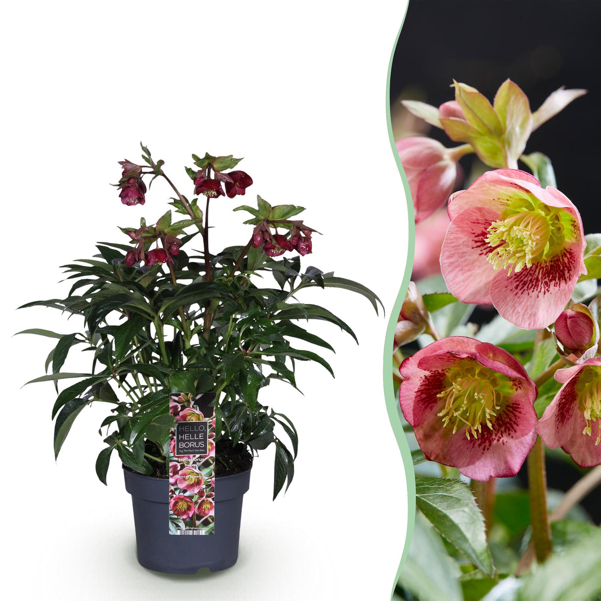 Helleborus Dacaya – Lot de 1 – Pot 19 cm – Hauteur 50 cm