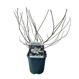 Groen boutiQ - Heesters -  Magnolia Stellata  - Bloem Wit  - 1 Plant - Bladverliezend - Weinig Onderhoud - Pot 17cm Hoogte 45cm