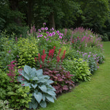 Groen boutiQ - Borderpakket - Schaduw - 24 Vaste planten - 3 m2 - Diversen kleuren - Weinig Onderhoud - Pot 11cm
