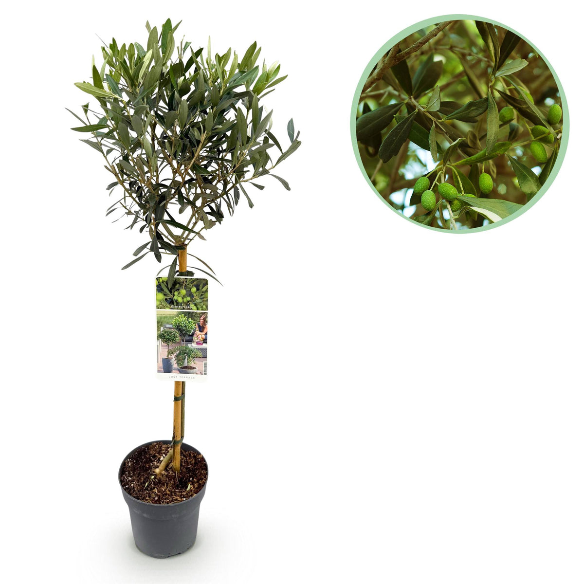Groen boutiQ - Tuinplant - Olea Europaea - Plant op stam - Terras Plant - Bladhoudend - Weinig Onderhoud - Pot 19cm Hoogte 90cm