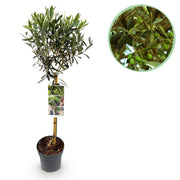 Green boutiQ - Gartenpflanze - Olea Europaea - Hochstamm - Terrassenpflanze - Immergrün - Pflegeleicht - Topf 19cm Höhe 90cm
