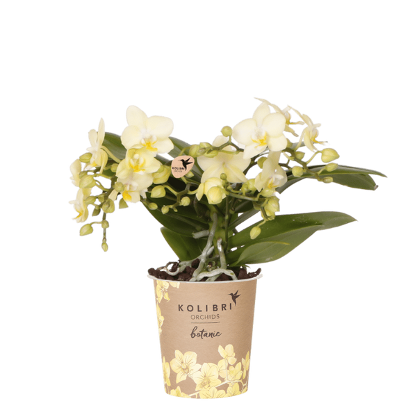 Orchidée Phalaenopsis jaune Botanic Yellow