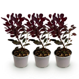 Cotinus coggygria Lilla – Lot de 3 – Pot 12 cm